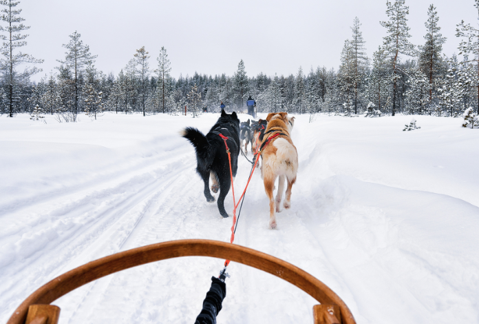 2015 Knik 200 Mushers