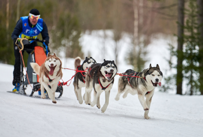 2016 Knik 100 and Knik 200 Races Cancelled