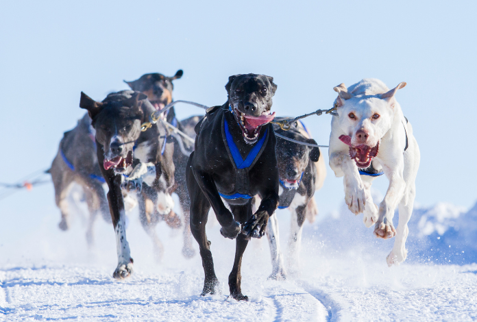 2017 Knik 200 Mushers