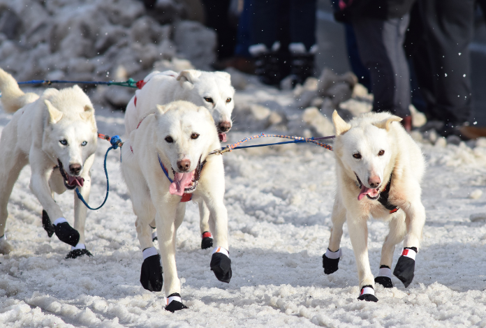 Jeff King Wins the 2014 Knik 100!