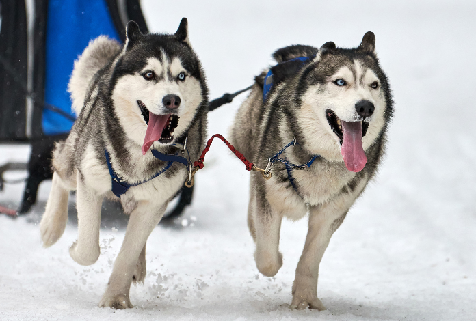 Knik 100 Bruce Braden Sled Dog Race