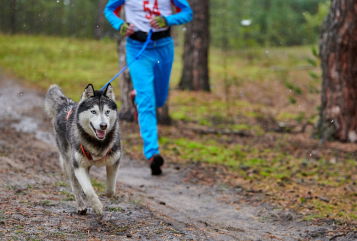 We’re Counting Down the Hours Until the 2015 Knik 200